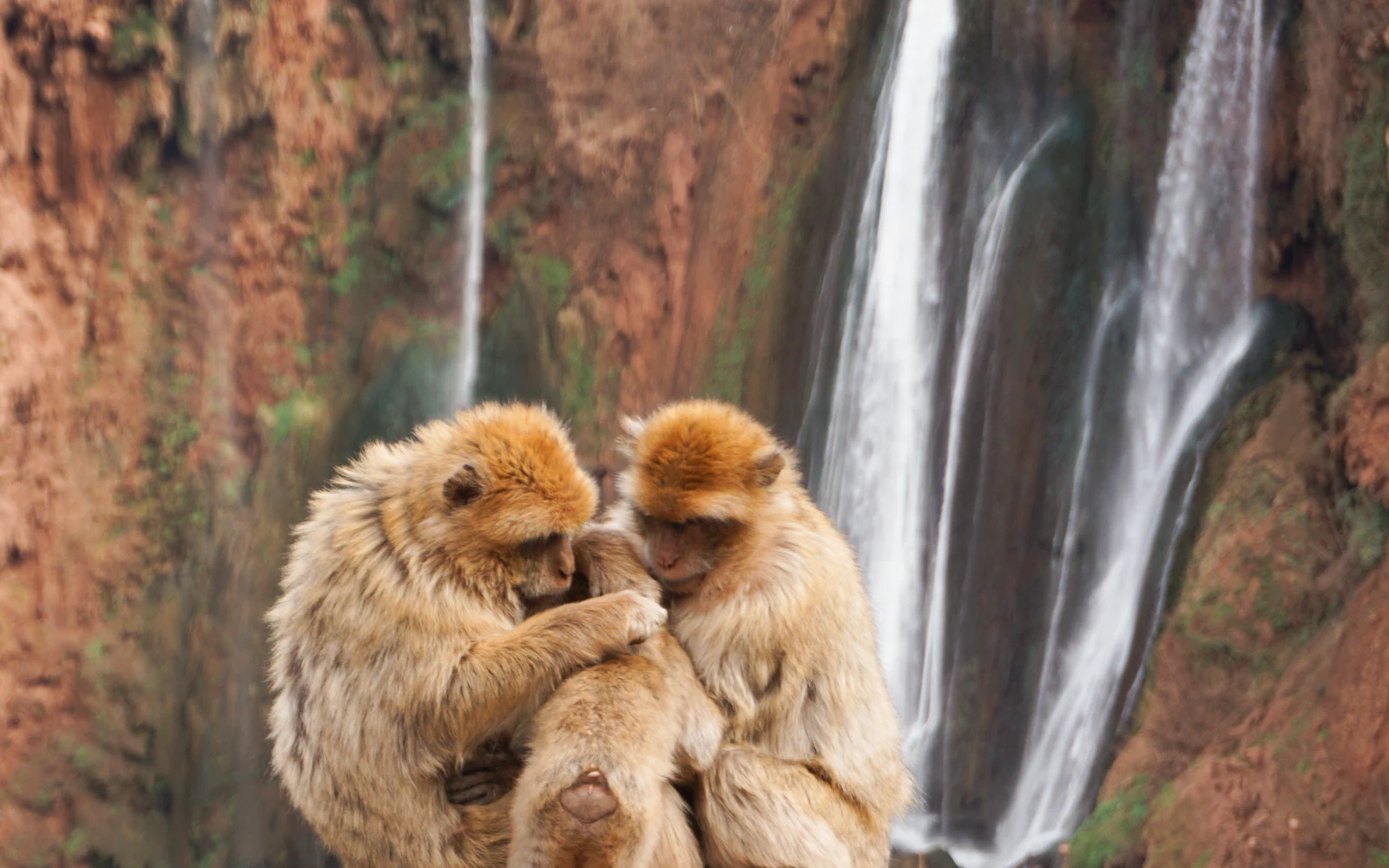 Macacos de Berbería en las cascadas de Ouzoud